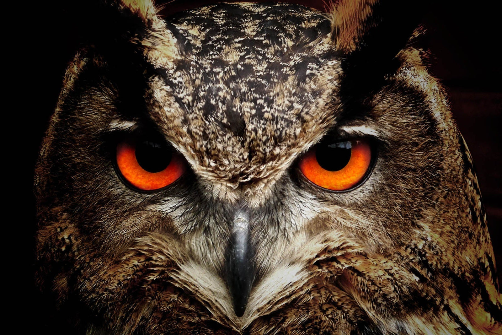 THE OWL